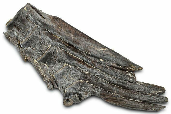 Ray-Finned Fish Vertebrae with Ribs - Kansas #331039